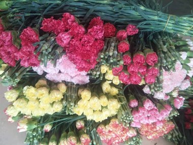 康乃馨套餐（一）