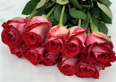 迪瑞特-情书（热卖）