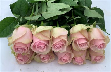 香奈儿（热卖）