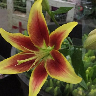 亚百合-皇冠（热卖）