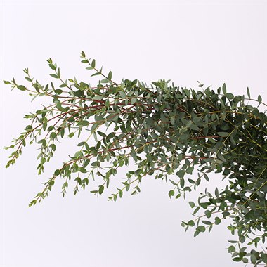 细叶尤加利（热卖）