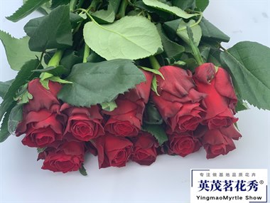 宏绩-罗德斯（热卖）