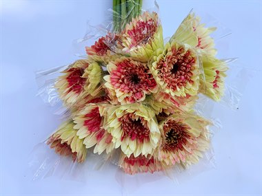 非洲菊（颜色随机）