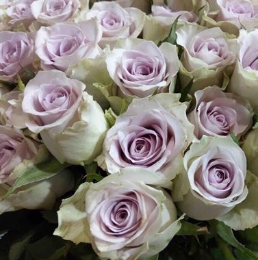 迪瑞特-绿野仙踪