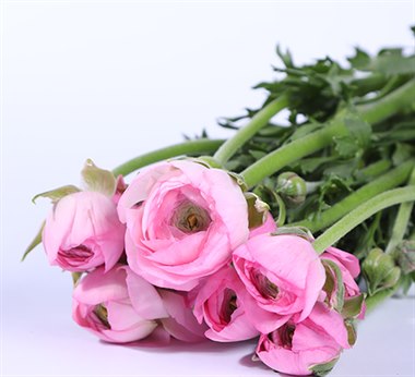 洋牡丹（颜色随机）