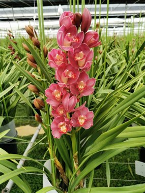 英茂大花蕙兰（红色切花）