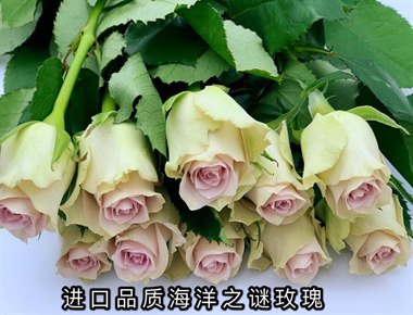 爱必达-海洋之谜