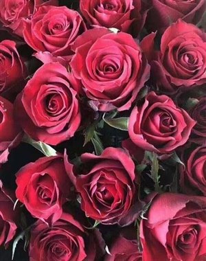 玫昂红（热卖）