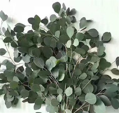 苹果桉（热卖）