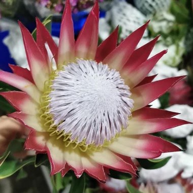 超级红帝王（南非）