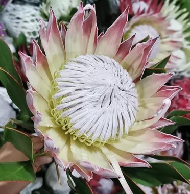 终极粉帝王（南非）