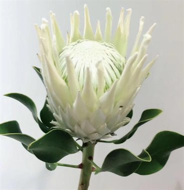 超级白帝王（南非）