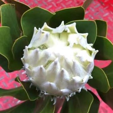 终极白帝王（南非）