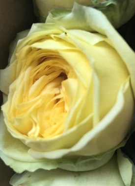 荷兰香-凯特琳娜