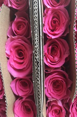 荷兰香-单粉玫瑰