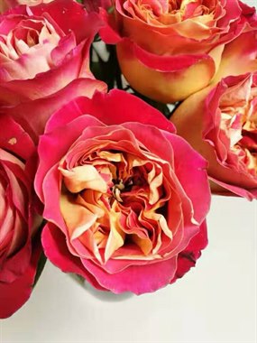 情投意合（热卖）