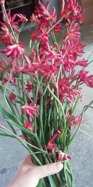 袋鼠爪-颜色随机