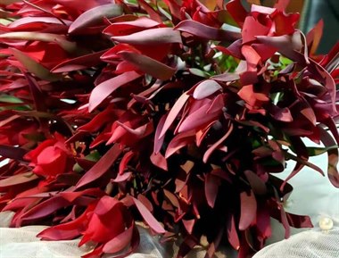 尖叶木百合（红色）