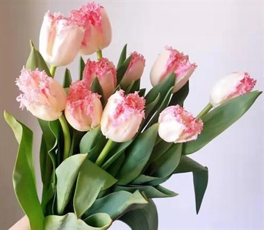 毛边郁金香（玉兔）