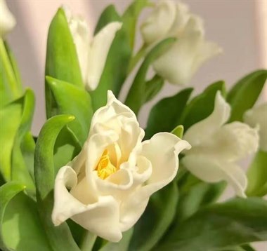 郁金香（美人鱼）