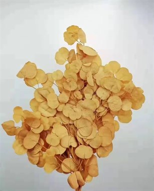 永生染色尤加利