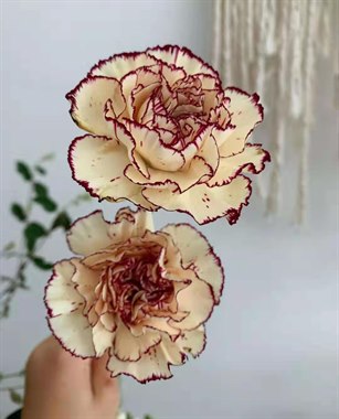 复古康乃馨（热卖）