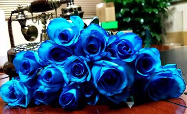 吸色玫瑰-魅之蓝