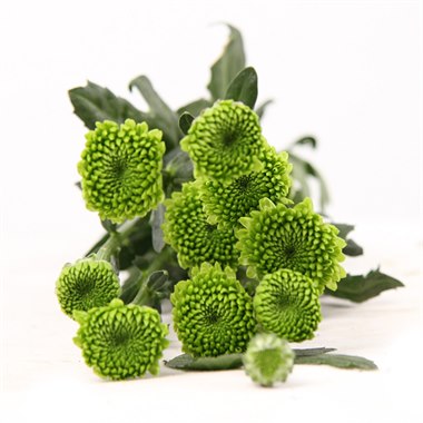 小菊 - 乡村音乐