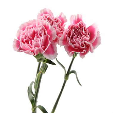 单头康乃馨 - 笑颜