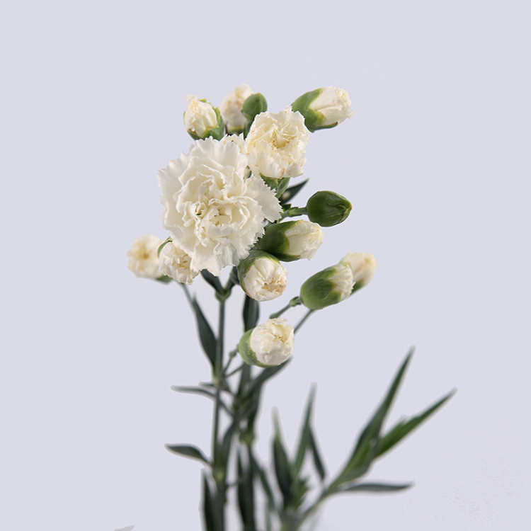 多头康乃馨 - 白色